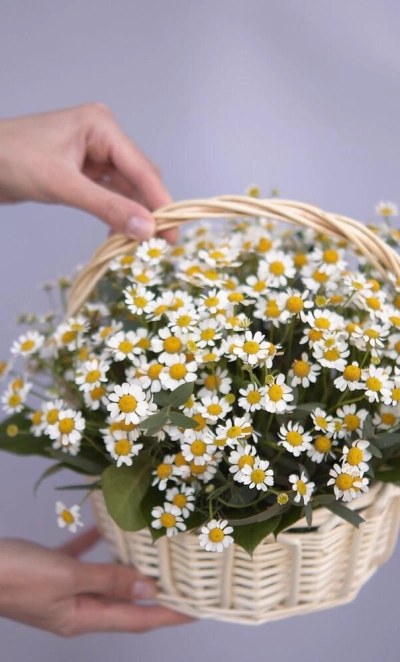 Корзина с ромашками